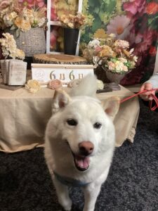仙台ペット宿R with dogご宿泊頂きましたわんちゃんのご紹介