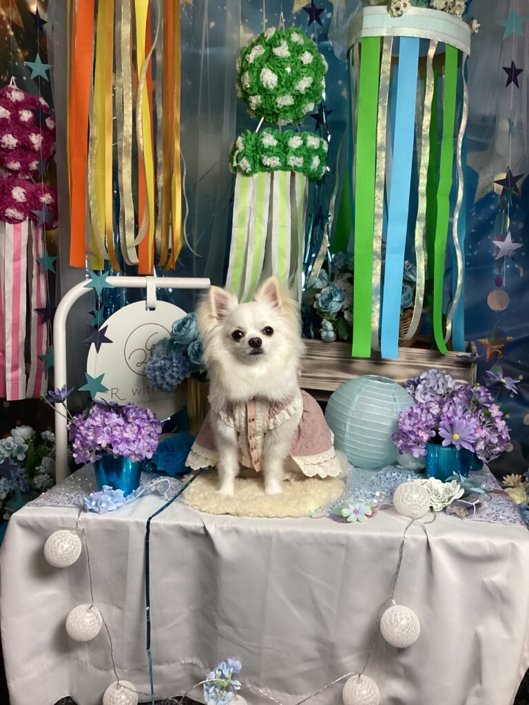 仙台ペット宿R with dogご宿泊頂きましたわんちゃんのご紹介