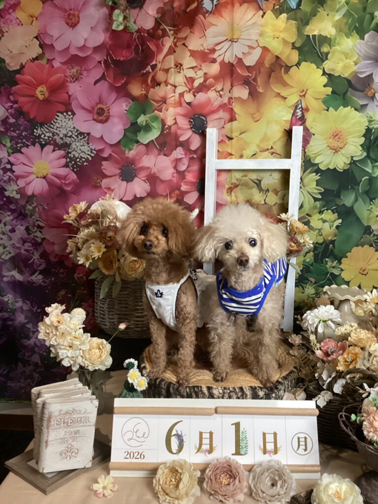 仙台ペット宿R with dogご宿泊頂きましたわんちゃんのご紹介