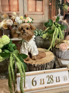 仙台ペット宿R with dogご宿泊頂きましたわんちゃんのご紹介