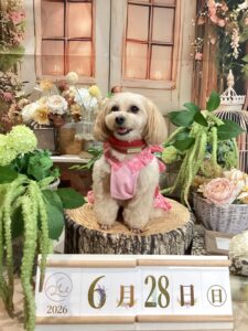 仙台ペット宿R with dogご宿泊頂きましたわんちゃんのご紹介