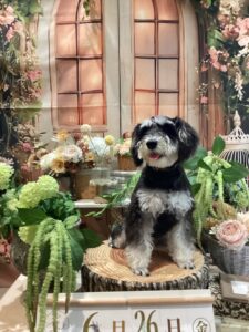 仙台ペット宿R with dogご宿泊頂きましたわんちゃんのご紹介