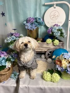 仙台ペット宿R with dogご宿泊頂きましたわんちゃんのご紹介