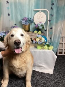 仙台ペット宿R with dogご宿泊頂きましわんちゃんのご紹介