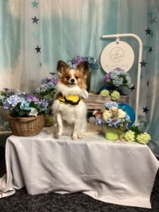 仙台ペット宿R with dogご宿泊頂きましたわんちゃんのご紹介