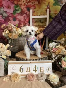 仙台ペット宿R with dogご宿泊頂きましたわんちゃんのご紹介