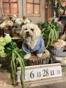 仙台ペット宿R with dogご宿泊頂きましたわんちゃんのご紹介
