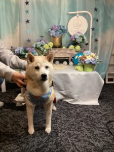仙台ペット宿R with dogご宿泊頂きましたわんちゃんのご紹介