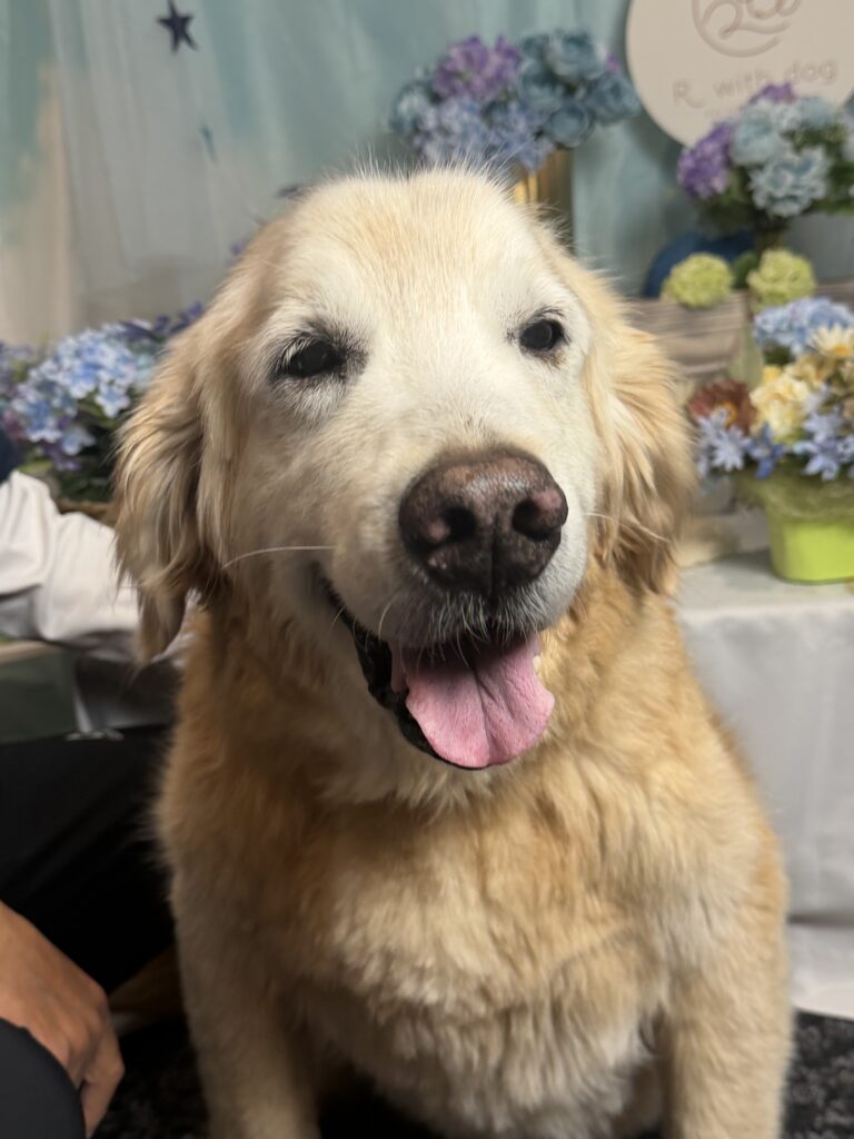 仙台ペット宿R with dogご宿泊頂きましわんちゃんのご紹介