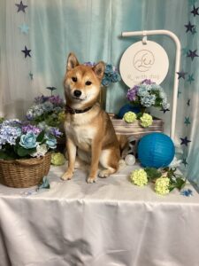 仙台ペット宿R with dogご宿泊頂きましたわんちゃんのご紹介