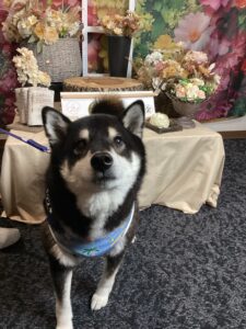 仙台ペット宿R with dogご宿泊頂きましたわんちゃんのご紹介