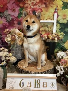 仙台ペット宿R with dogご宿泊頂きましたわんちゃんのご紹介