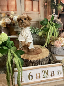 仙台ペット宿R with dogご宿泊頂きましたわんちゃんのご紹介