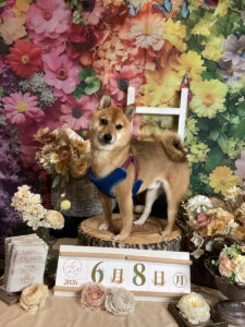 仙台ペット宿R with dogご宿泊頂きましたわんちゃんのご紹介