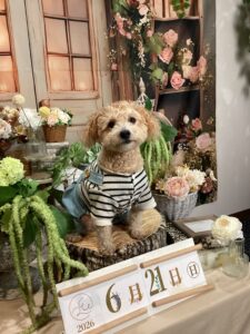 仙台ペット宿R with dogご宿泊頂きましたわんちゃんのご紹介