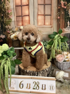 仙台ペット宿R with dogご宿泊頂きましたわんちゃんのご紹介