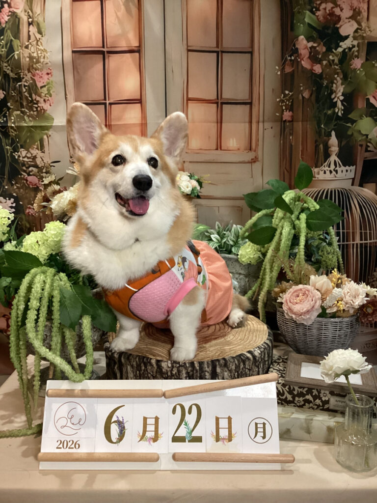 仙台ペット宿R with dogご宿泊頂きましたわんちゃんのご紹介