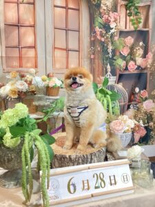 仙台ペット宿R with dogご宿泊頂きましたわんちゃんのご紹介