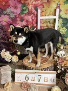 仙台ペット宿R with dogご宿泊頂きましたわんちゃんのご紹介