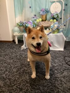 仙台ペット宿R with dogご宿泊頂きましたわんちゃんのご紹介