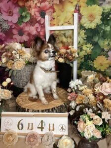 仙台ペット宿R with dogご宿泊頂きましたわんちゃんのご紹介