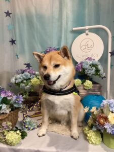仙台ペット宿R with dogご宿泊頂きましたわんちゃんのご紹介