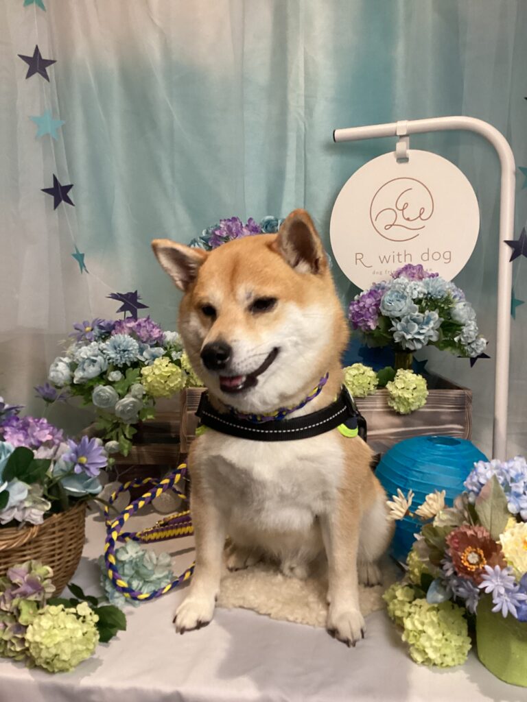 仙台ペット宿R with dogご宿泊頂きましたわんちゃんのご紹介