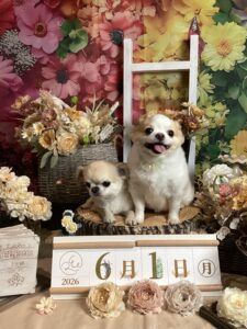 仙台ペット宿R with dogご宿泊頂きましたわんちゃんのご紹介