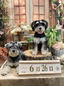 仙台ペット宿R with dogご宿泊頂きましたわんちゃんのご紹介