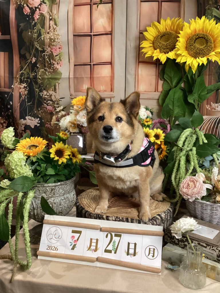 仙台ペット宿R with dogご宿泊頂きましたわんちゃんのご紹介
