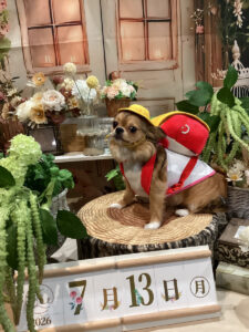 仙台ペット宿R with dogご宿泊頂きましたわんちゃんのご紹介