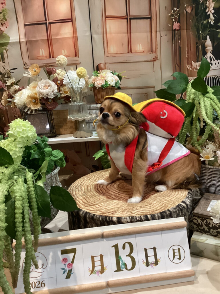 仙台ペット宿R with dogご宿泊頂きましたわんちゃんのご紹介