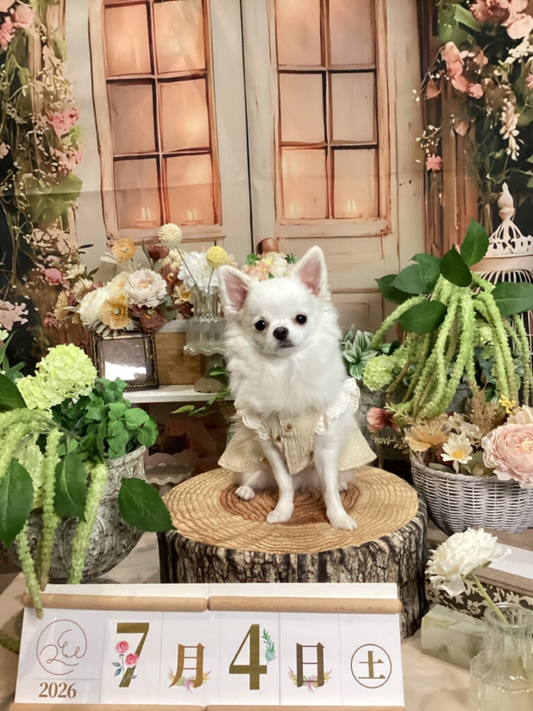 仙台ペット宿R with dogご宿泊頂きましたわんちゃんのご紹介