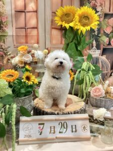 仙台ペット宿R with dogご宿泊頂きましたわんちゃんのご紹介