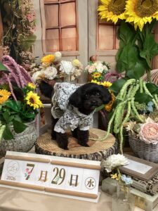 仙台ペット宿R with dogご宿泊頂きましたわんちゃんのご紹介