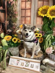 仙台ペット宿R with dogご宿泊頂きましたわんちゃんのご紹介