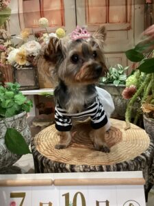 仙台ペット宿R with dogご宿泊頂きましたわんちゃんのご紹介