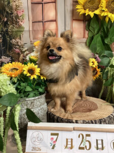 仙台ペット宿R with dogご宿泊頂きましたわんちゃんのご紹介