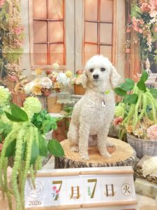 仙台ペット宿R with dogご宿泊頂きましたわんちゃんのご紹介