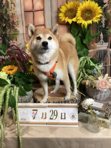 仙台ペット宿R with dogご宿泊頂きましたわんちゃんのご紹介