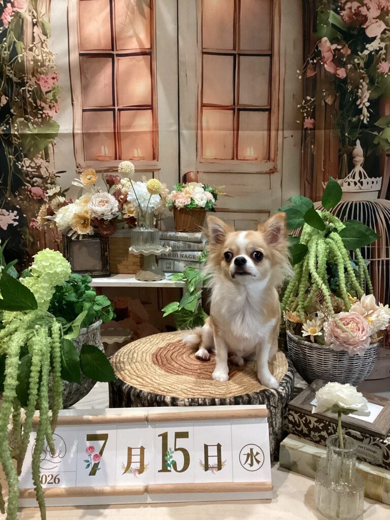 仙台ペット宿R with dogご宿泊頂きましたわんちゃんのご紹介