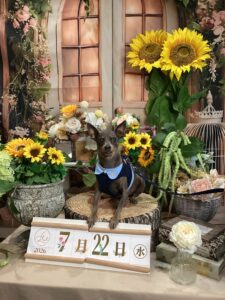 仙台ペット宿R with dogご宿泊頂きましたわんちゃんのご紹介