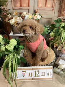 仙台ペット宿R with dogご宿泊頂きましたわんちゃんのご紹介