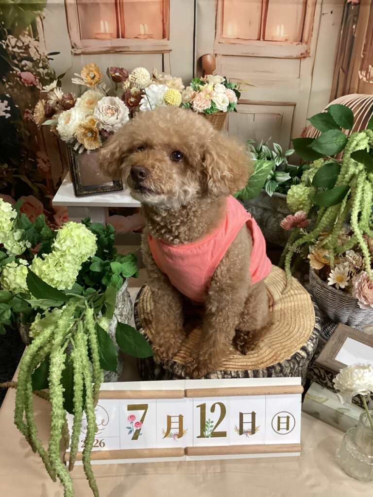 仙台ペット宿R with dogご宿泊頂きましたわんちゃんのご紹介