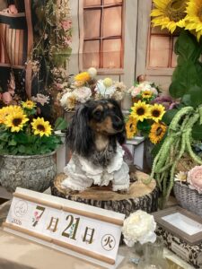 仙台ペット宿R with dogご宿泊頂きましたわんちゃんのご紹介