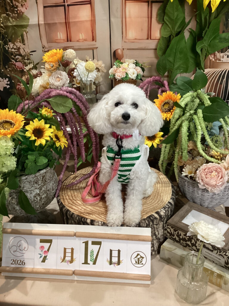 仙台ペット宿R with dogご宿泊頂きましたわんちゃんのご紹介