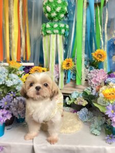 仙台ペット宿R with dogご宿泊頂きましたわんちゃんのご紹介