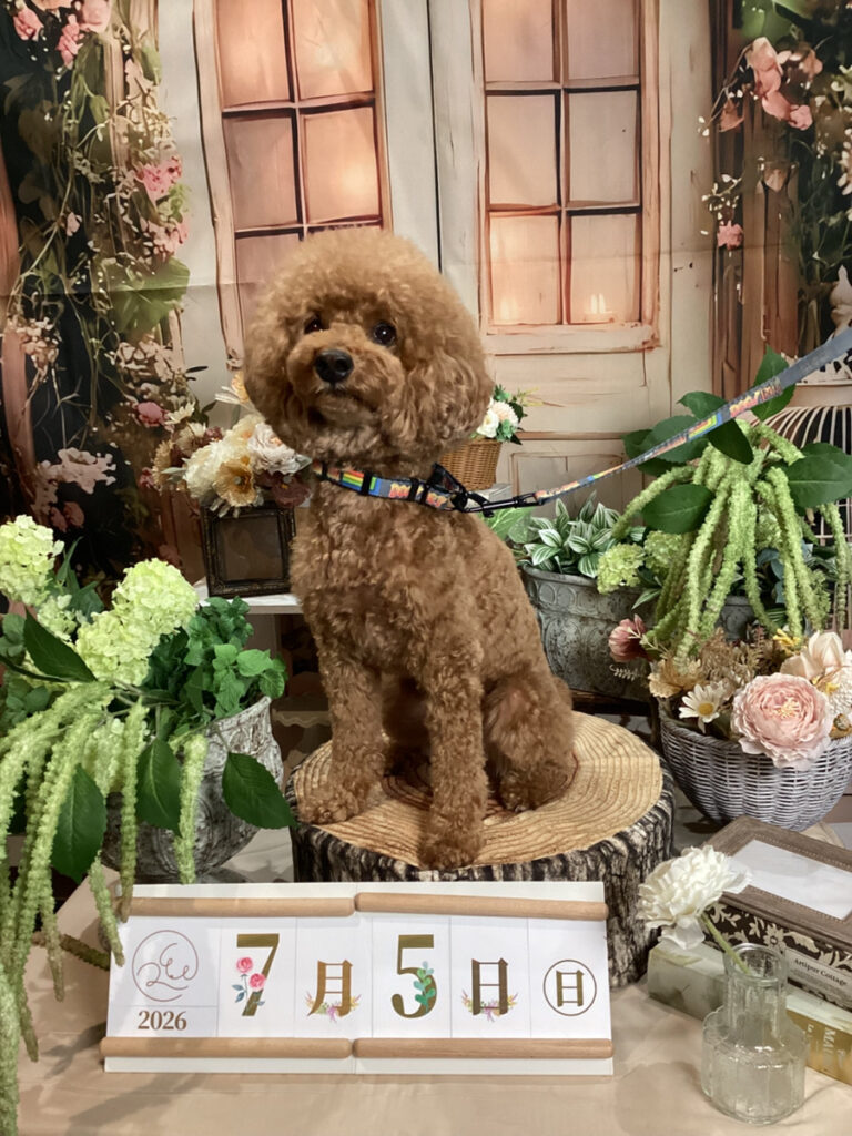 仙台ペット宿R with dogご宿泊頂きましたわんちゃんのご紹介