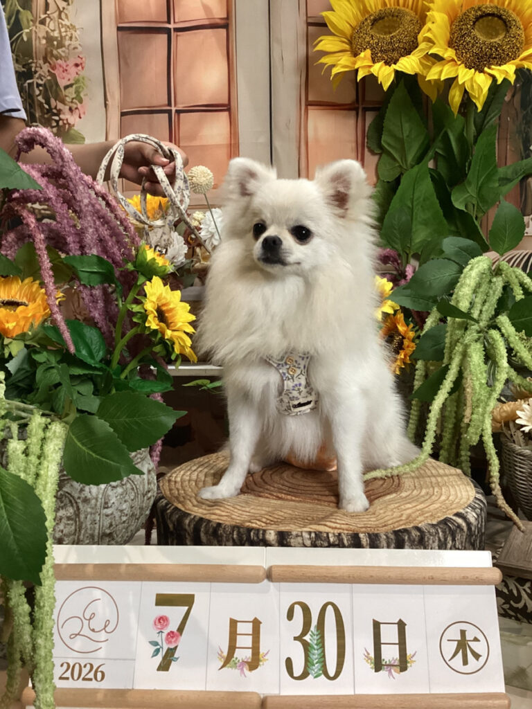仙台ペット宿R with dogご宿泊頂きましたわんちゃんのご紹介