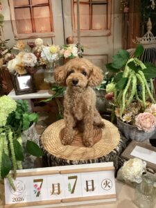 仙台ペット宿R with dogご宿泊頂きましたわんちゃんのご紹介